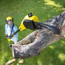 Best Stump Grinding and Removal  in Delmont, PA