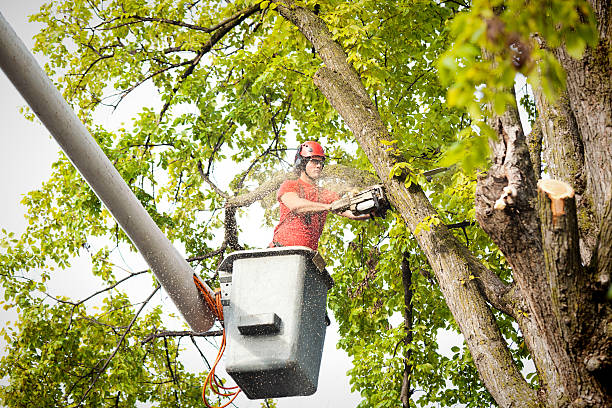 Best Tree Trimming and Pruning  in Delmont, PA