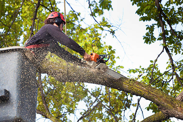 Best Weed Control  in Delmont, PA